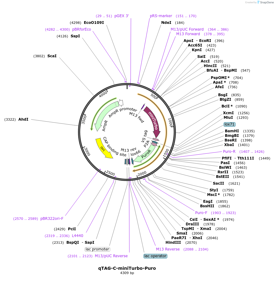 207725-plasmid-map-sequence-id-413777