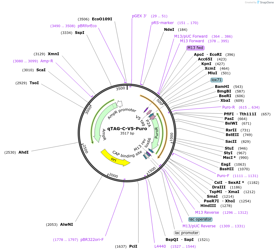 207730-plasmid-map-sequence-id-413781