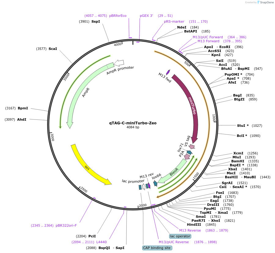 207736-plasmid-map-sequence-id-413784