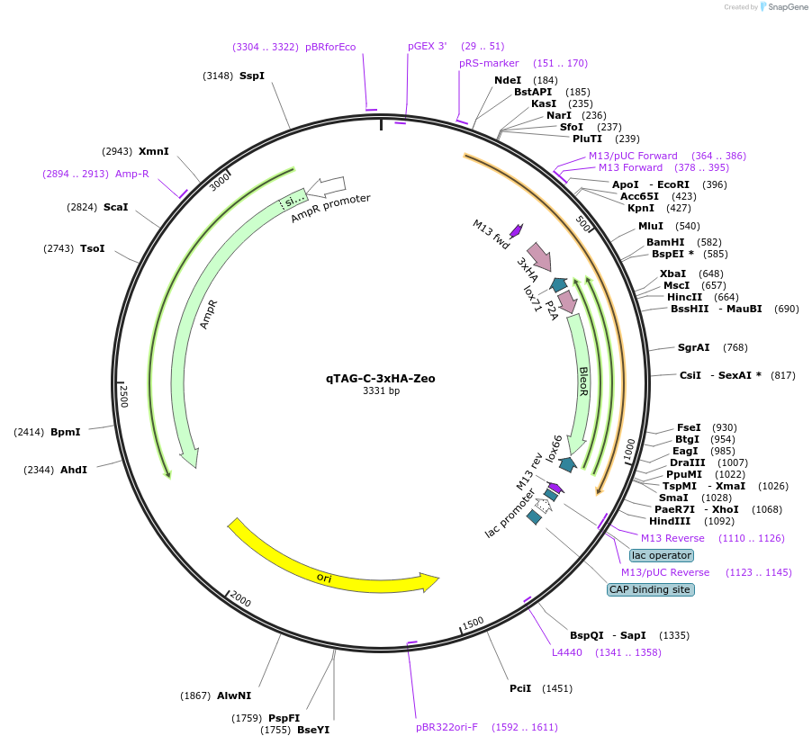 207740-plasmid-map-sequence-id-413788