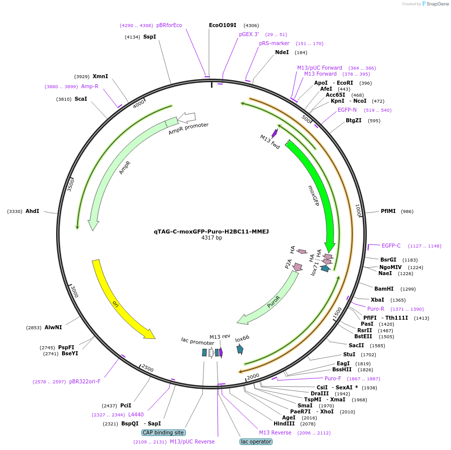 207760-plasmid-map-sequence-id-413789