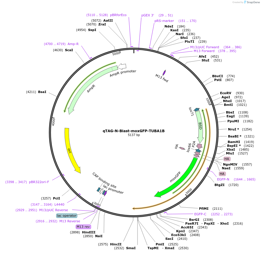 207766-plasmid-map-sequence-id-413792