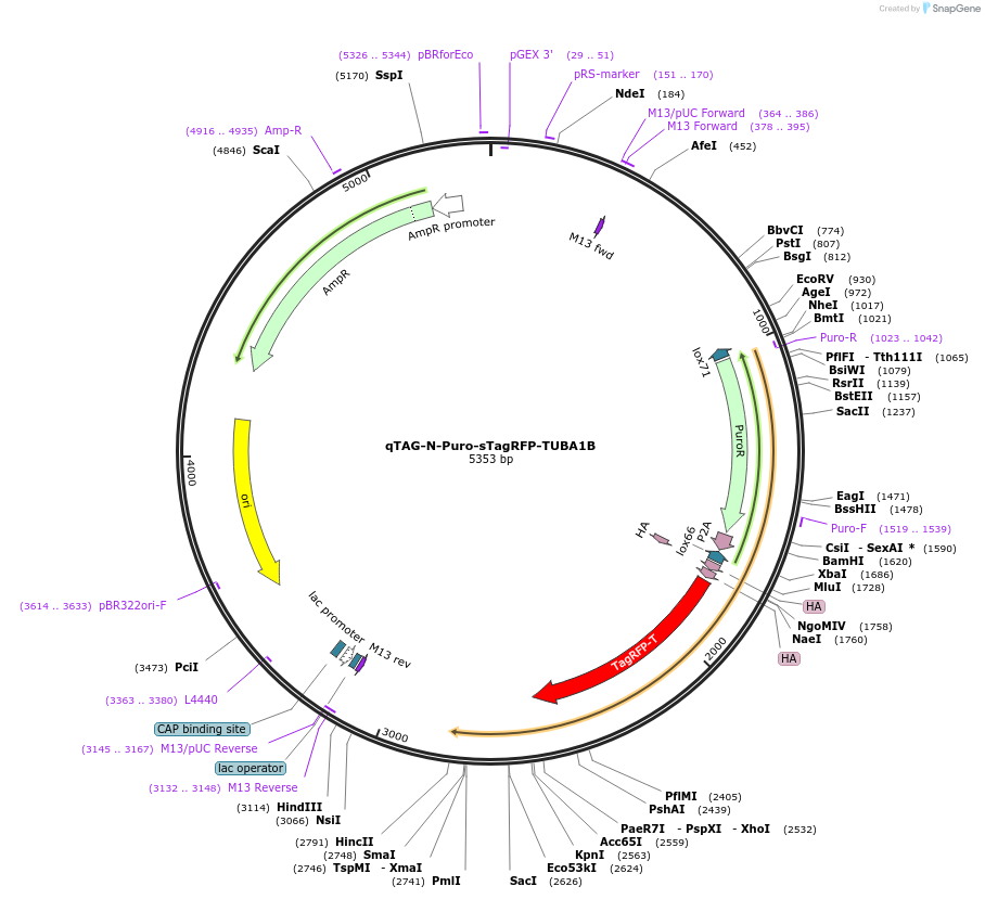 207769-plasmid-map-sequence-id-413794