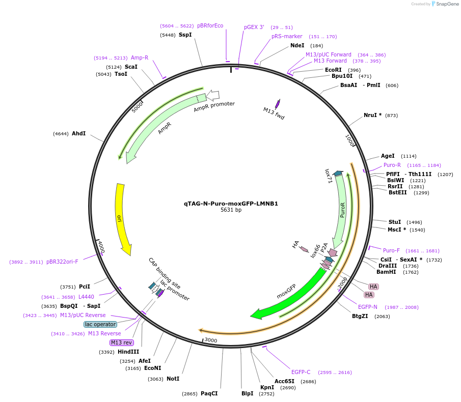 207773-plasmid-map-sequence-id-413797