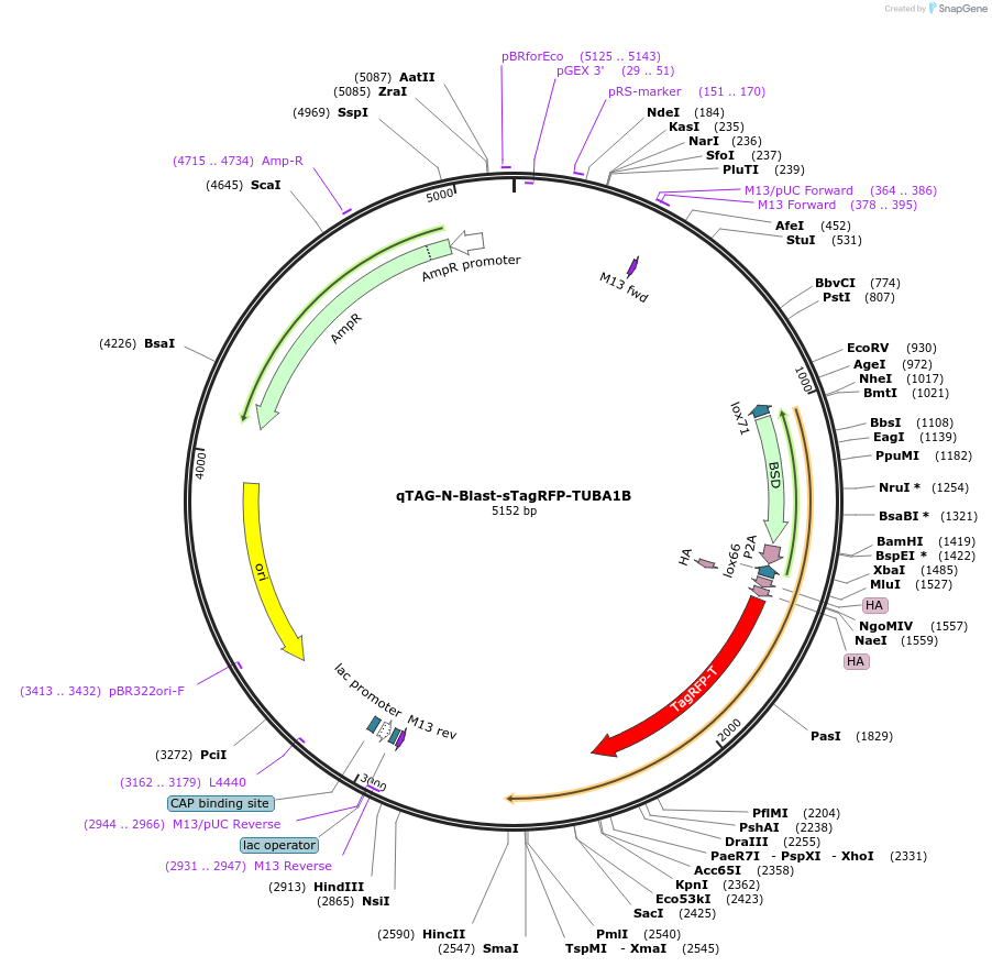 207768-plasmid-map-sequence-id-413803