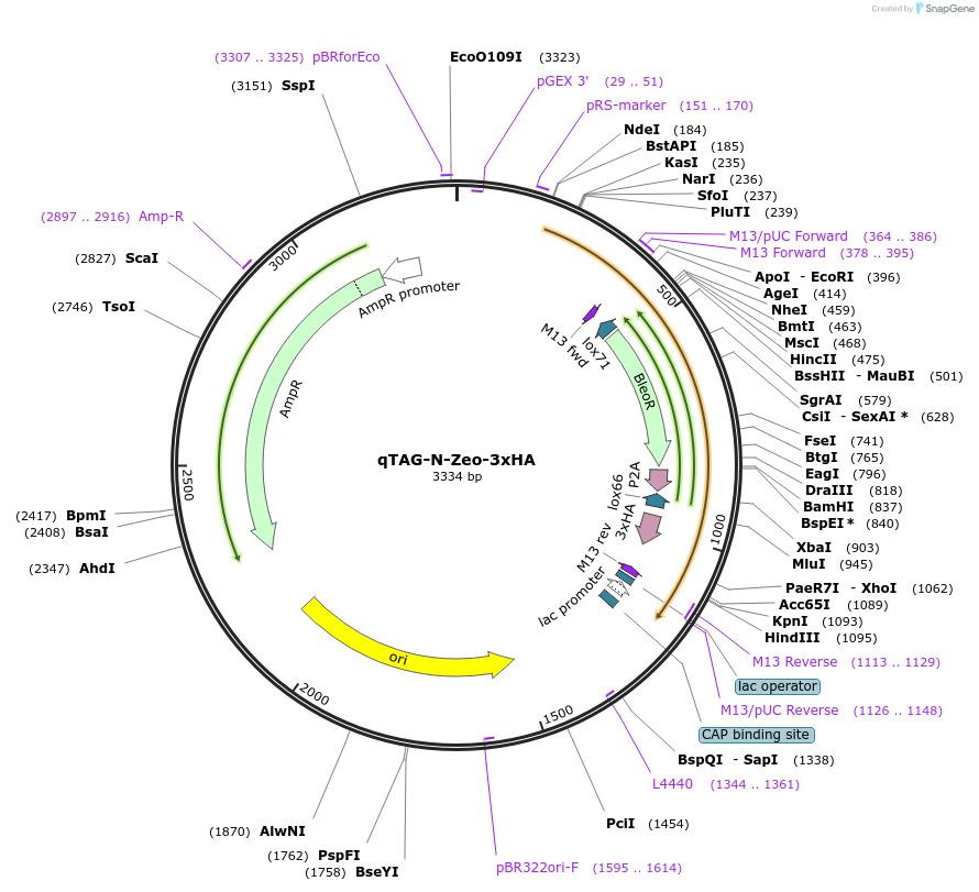 207707-plasmid-map-sequence-id-413808