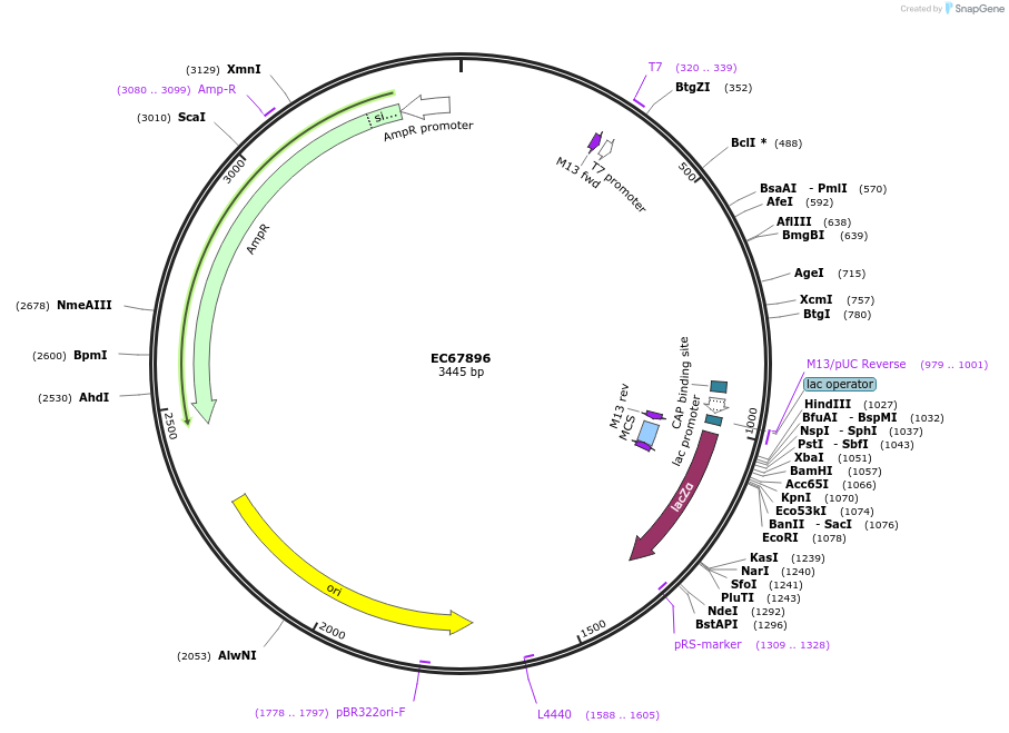 209511-plasmid-map-sequence-id-413829