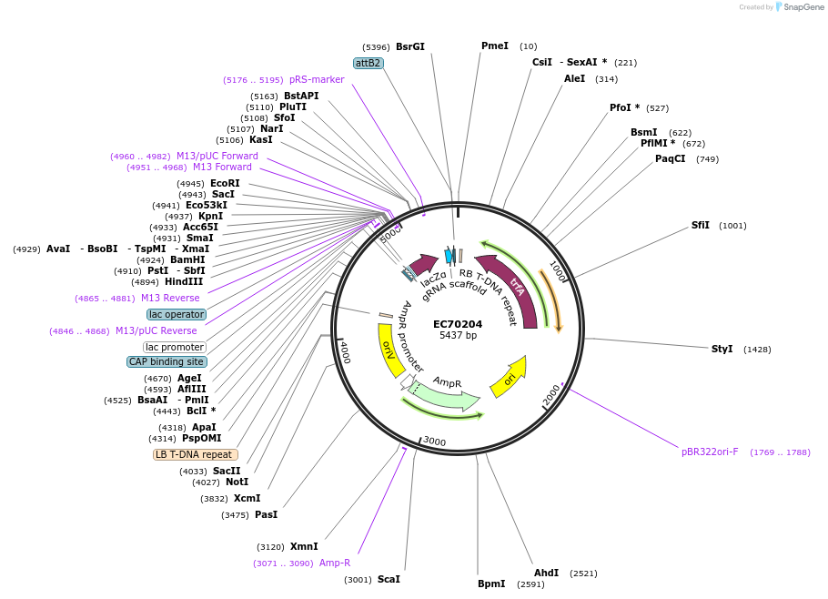 209465-plasmid-map-sequence-id-413830