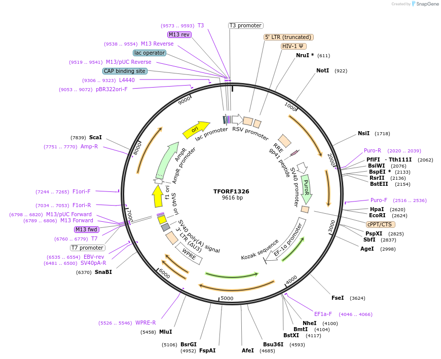 141811-plasmid-map-sequence-id-413874