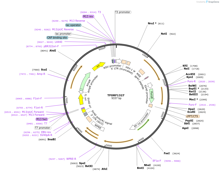 141812-plasmid-map-sequence-id-413875