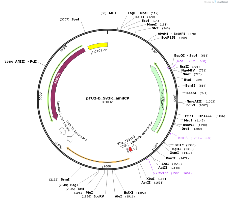 204060-plasmid-map-sequence-id-413882