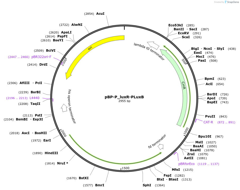 204073-plasmid-map-sequence-id-413889