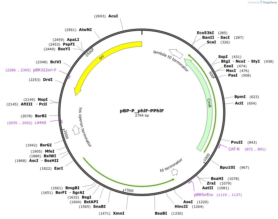 204075-plasmid-map-sequence-id-413890