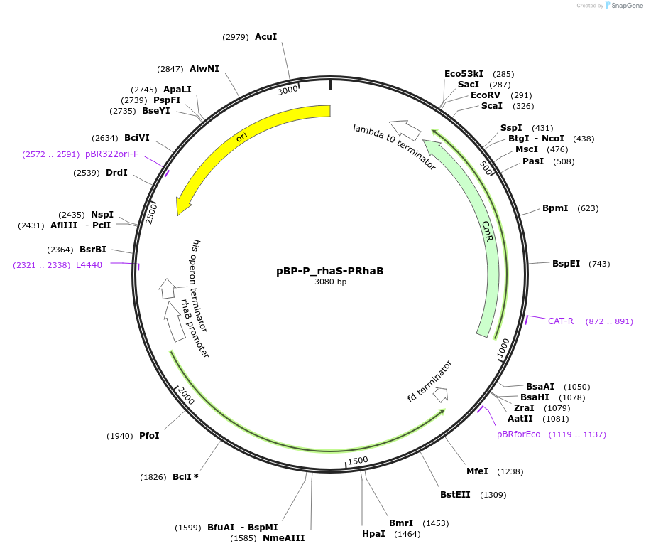 204076-plasmid-map-sequence-id-413891