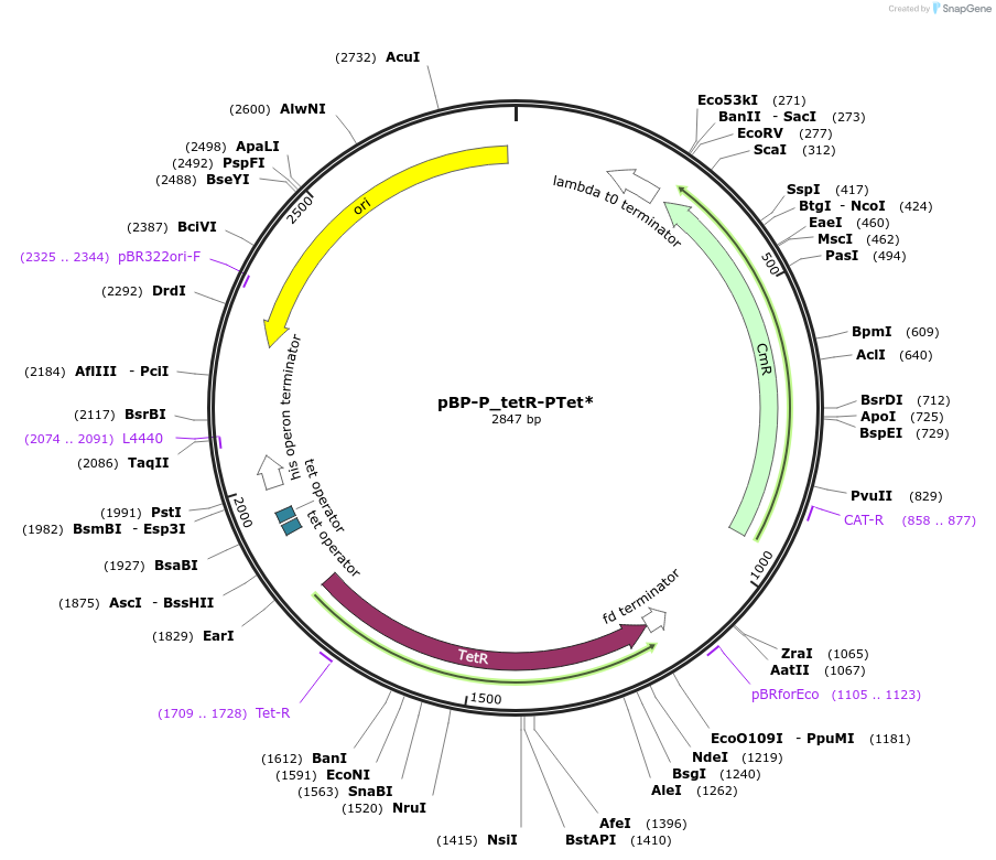 204077-plasmid-map-sequence-id-413892