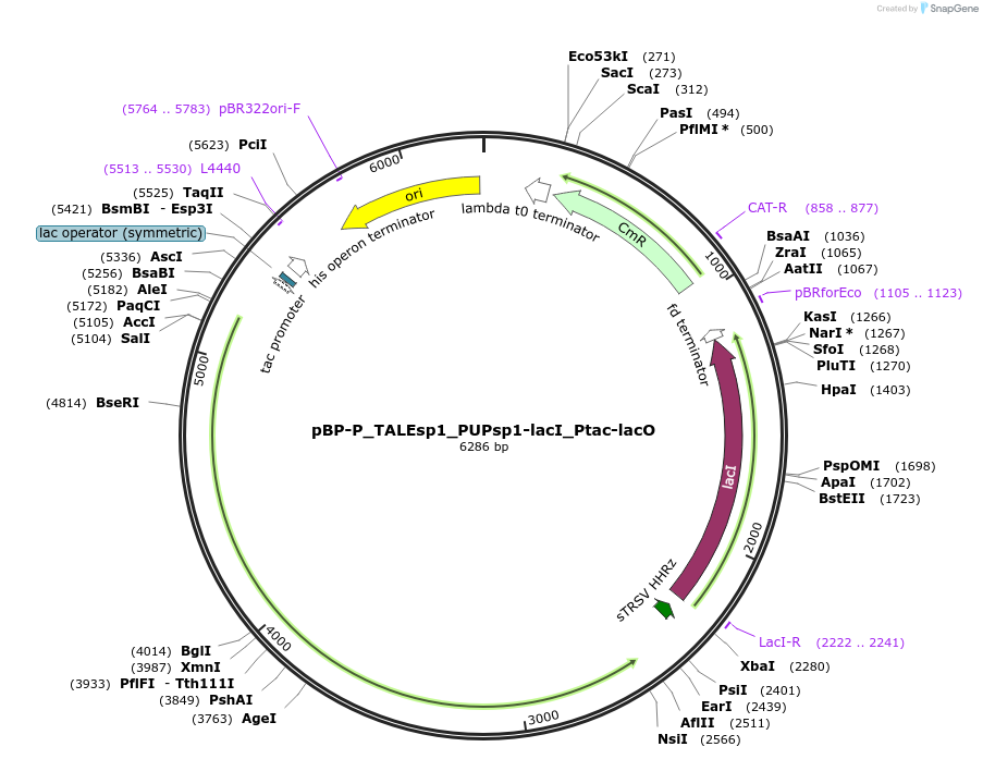 204079-plasmid-map-sequence-id-413894