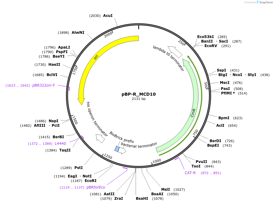 204093-plasmid-map-sequence-id-413897