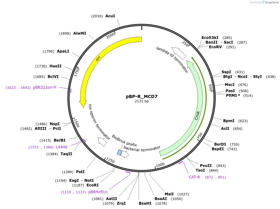 204094-plasmid-map-sequence-id-413898