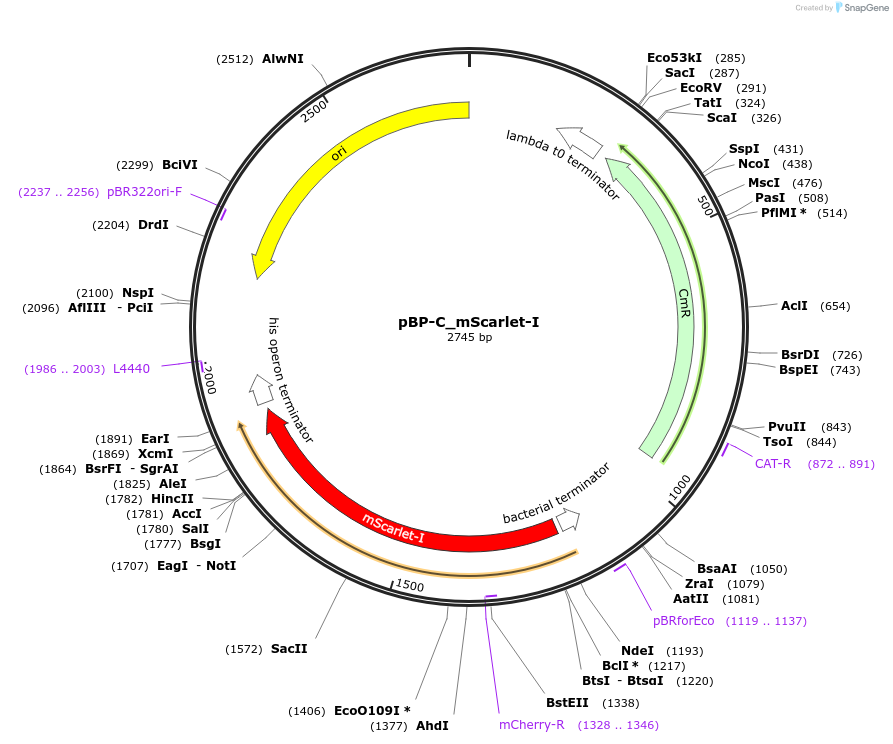 204110-plasmid-map-sequence-id-413907