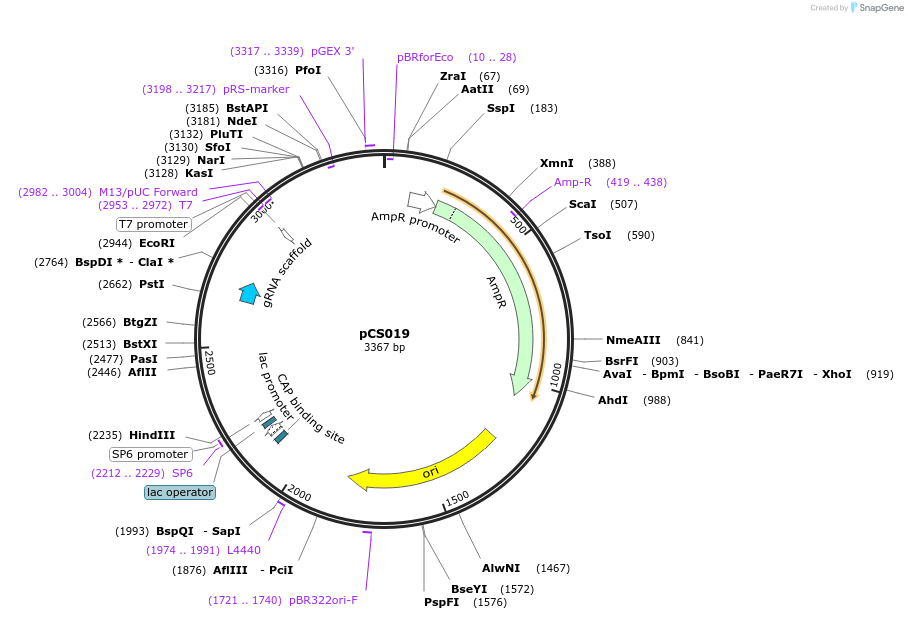 207913-plasmid-map-sequence-id-413913