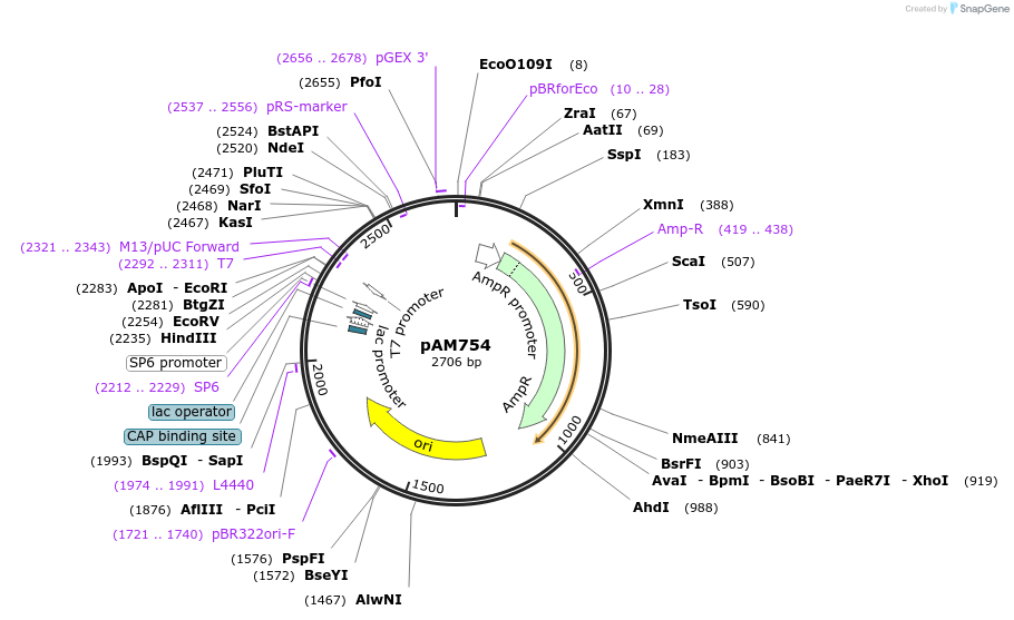207893-plasmid-map-sequence-id-413914