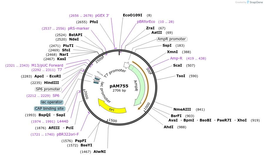 207894-plasmid-map-sequence-id-413921