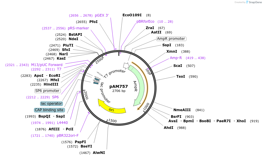 207896-plasmid-map-sequence-id-413932