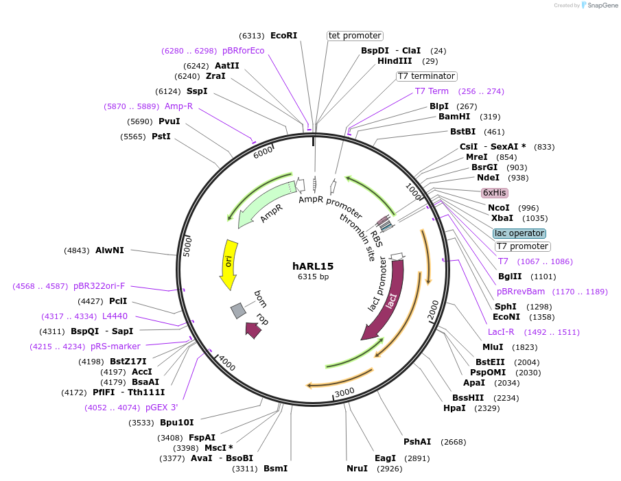 209798-plasmid-map-sequence-id-413942