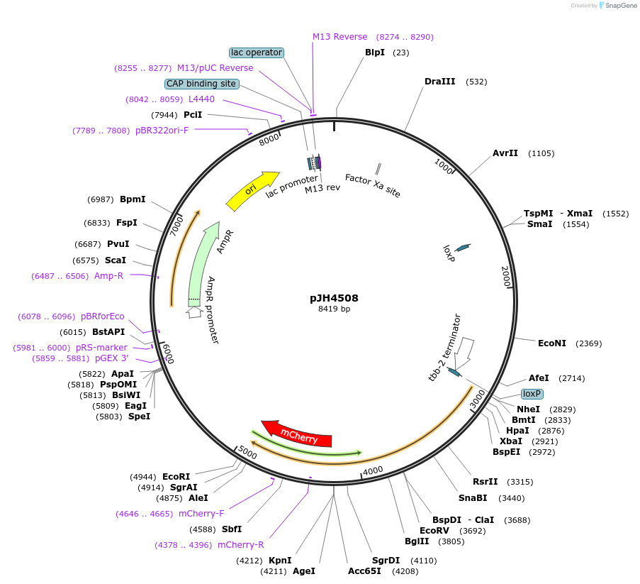 200256-plasmid-map-sequence-id-413951