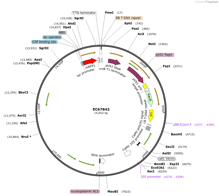 209516-plasmid-map-sequence-id-413976