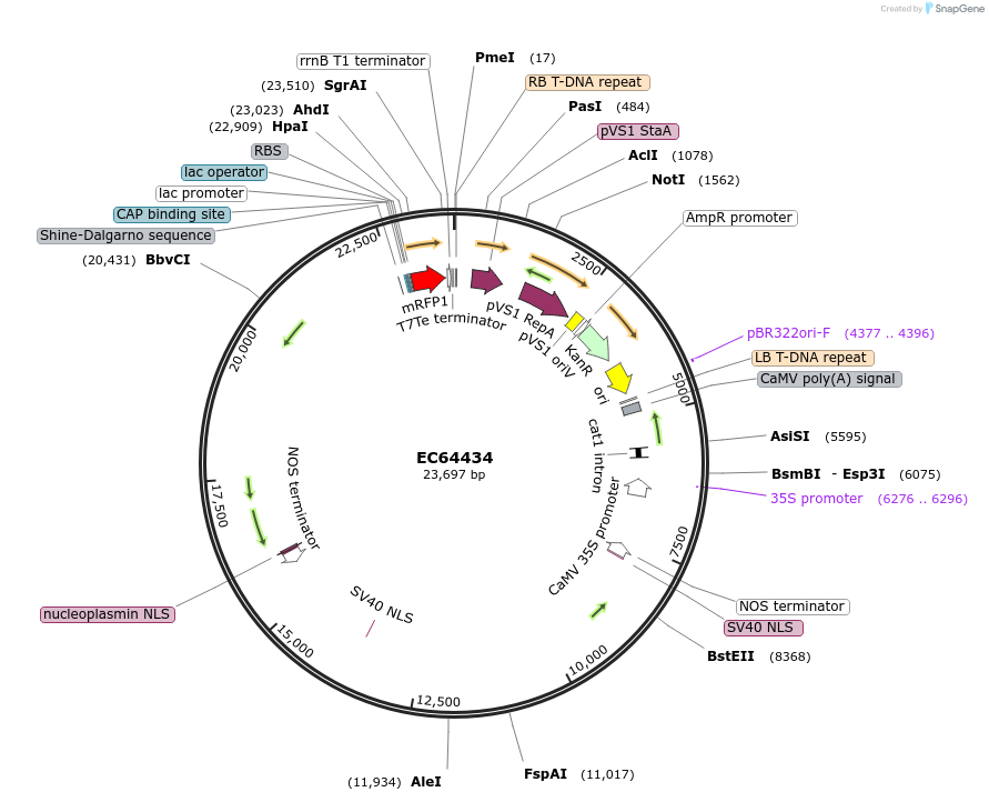 209518-plasmid-map-sequence-id-413978