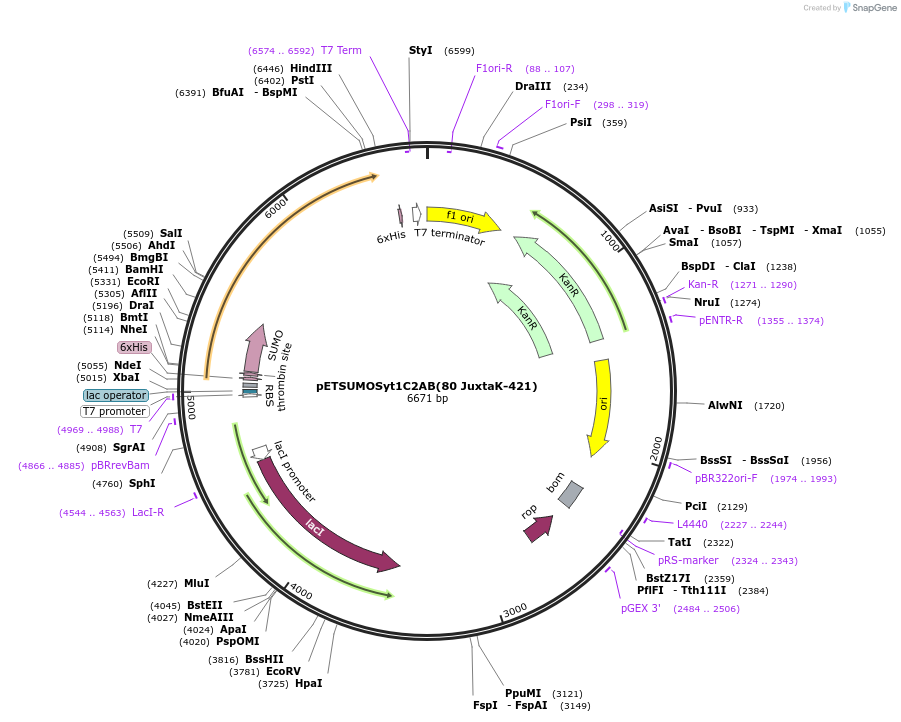 209008-plasmid-map-sequence-id-413985