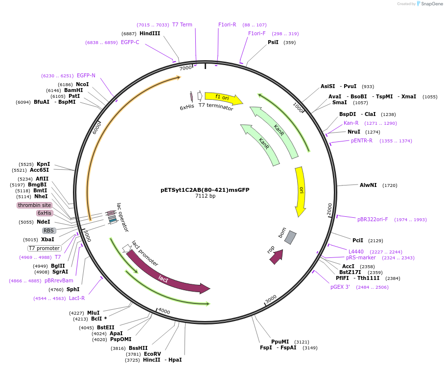 209009-plasmid-map-sequence-id-413991