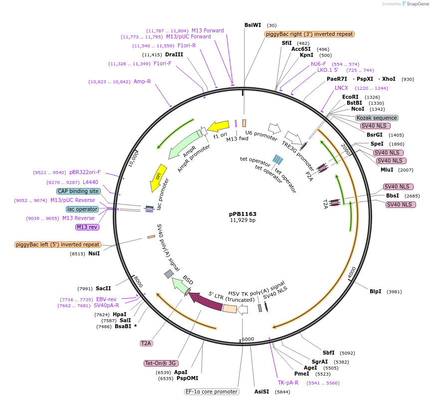 210032-plasmid-map-sequence-id-413995