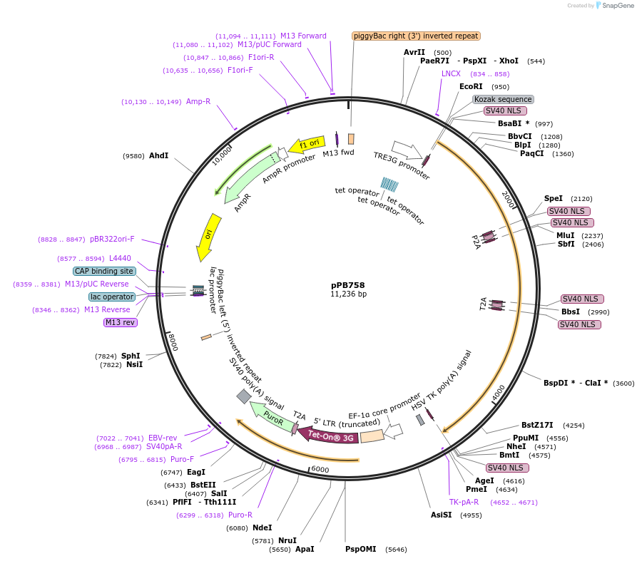 210033-plasmid-map-sequence-id-413998