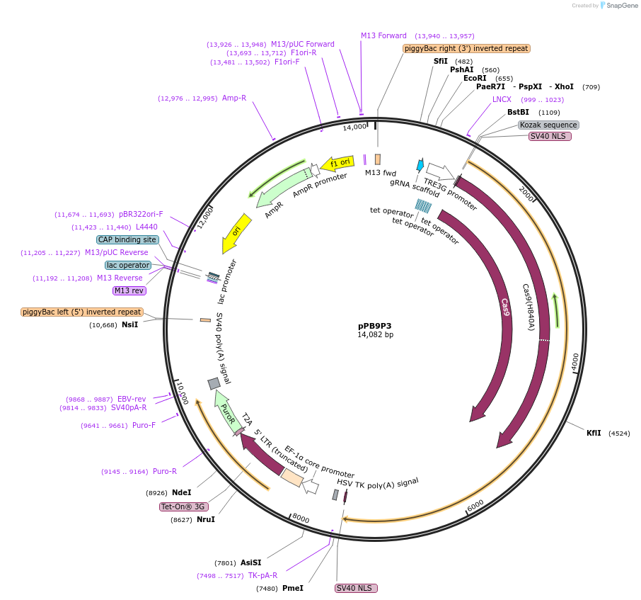 210034-plasmid-map-sequence-id-414000
