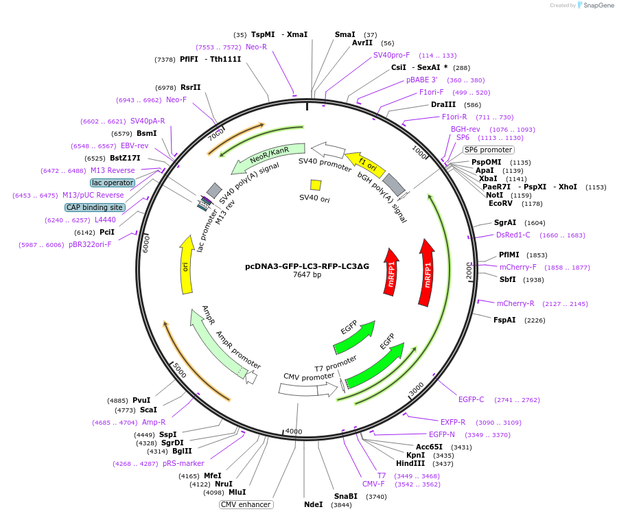 168997-plasmid-map-sequence-id-414009