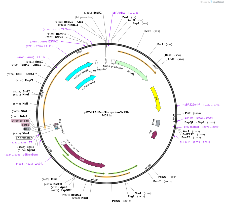 206871-plasmid-map-sequence-id-414023