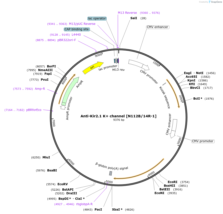 206698-plasmid-map-sequence-id-414029