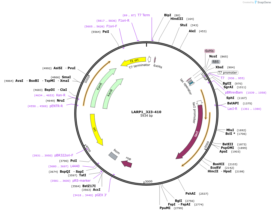 209801-plasmid-map-sequence-id-414034