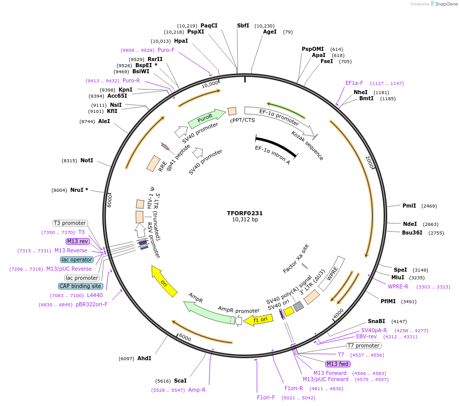 143207-plasmid-map-sequence-id-414035