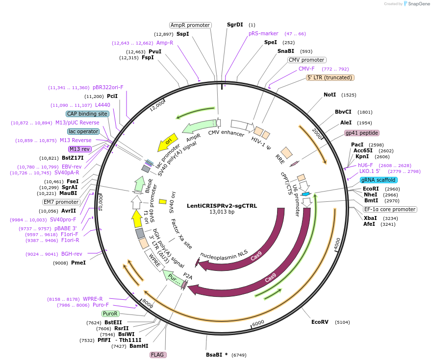 209750-plasmid-map-sequence-id-414073