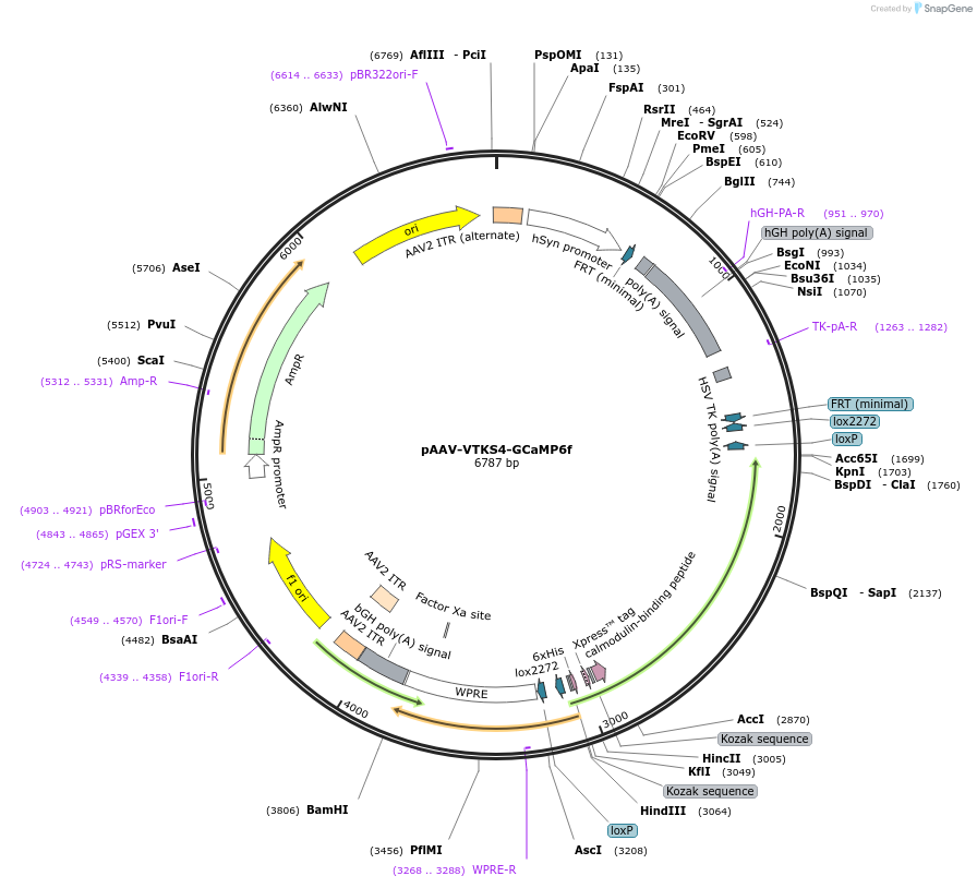 209931-plasmid-map-sequence-id-414074