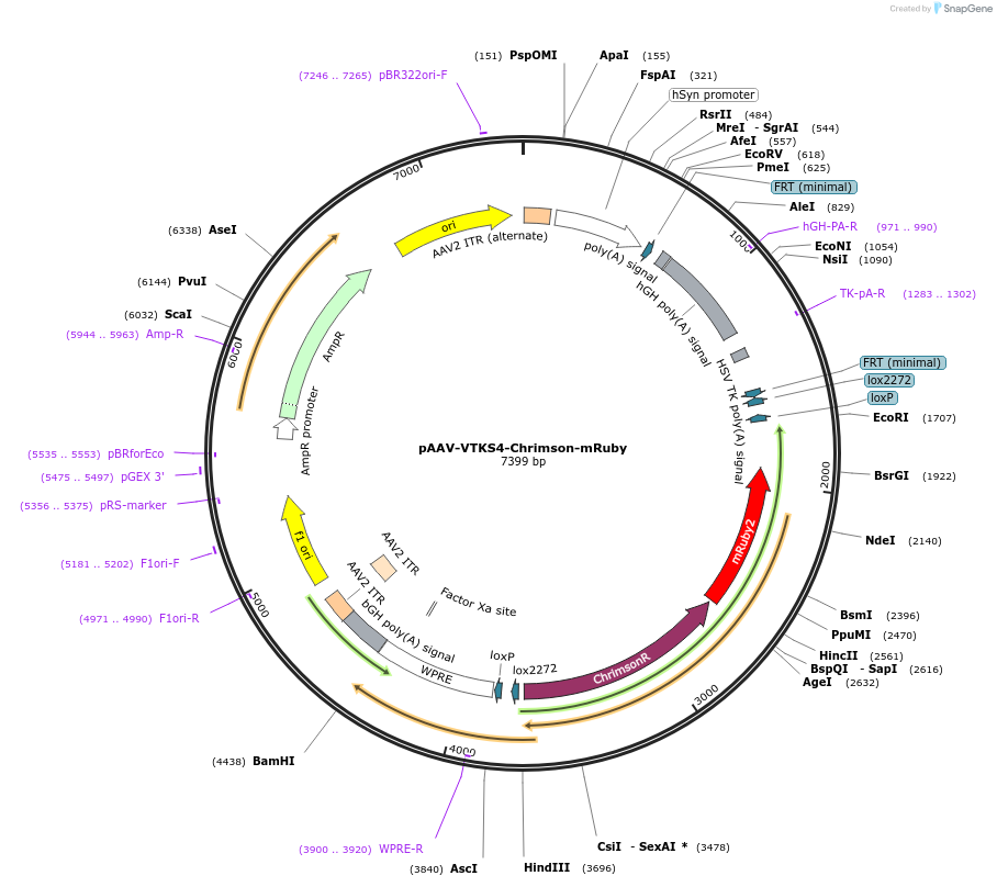 209930-plasmid-map-sequence-id-414075