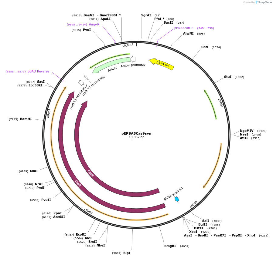 206965-plasmid-map-sequence-id-414077