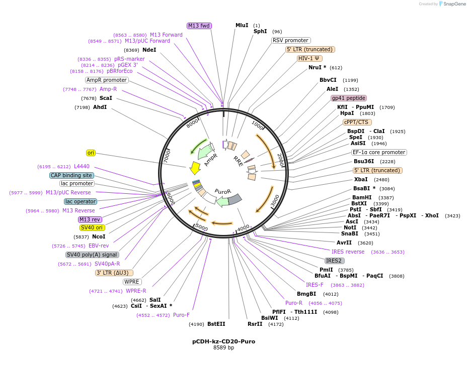 209759-plasmid-map-sequence-id-414088