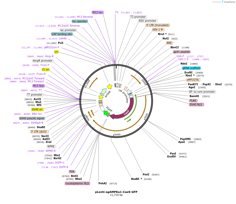 208049-plasmid-map-sequence-id-414092