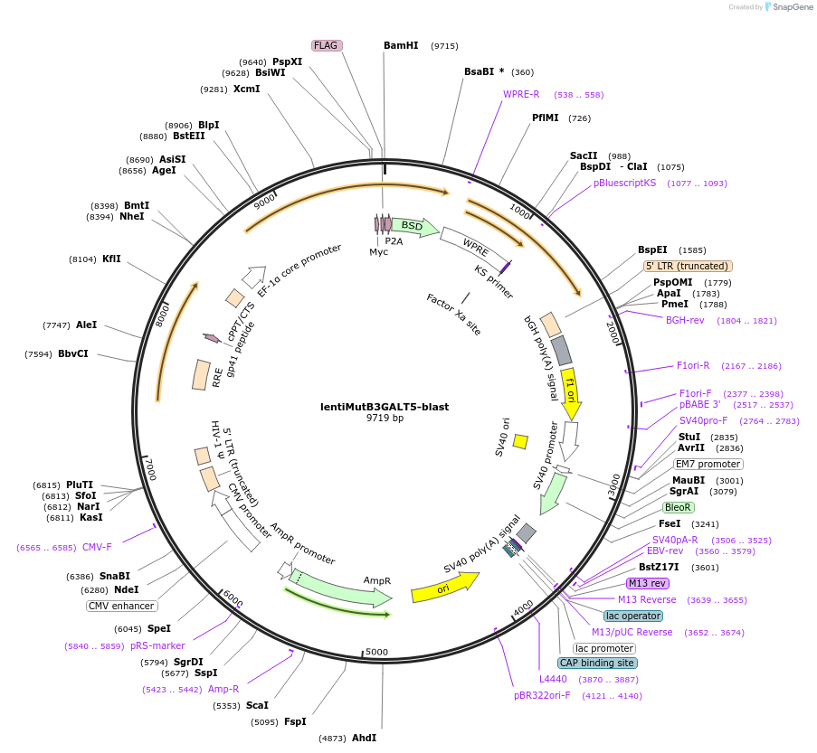 208381-plasmid-map-sequence-id-414093