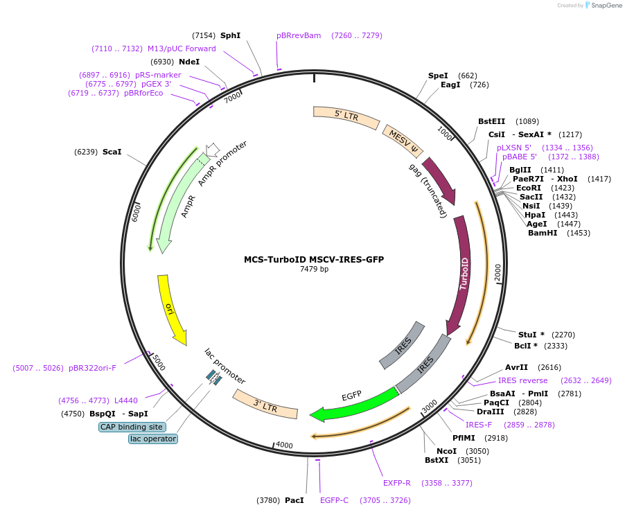 207957-plasmid-map-sequence-id-414095