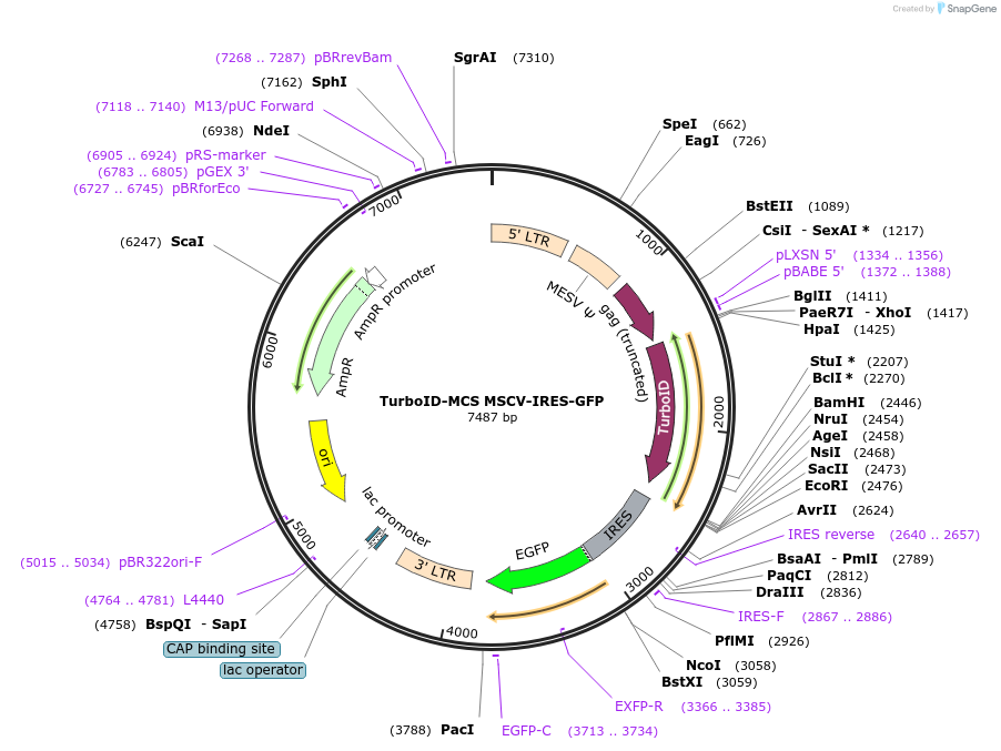 207958-plasmid-map-sequence-id-414097